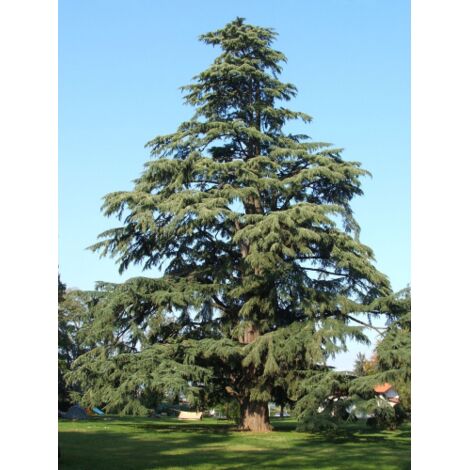  Cedro Dell'Himalaya "Cedrus Deodara" Pianta In Vaso 11 Cm