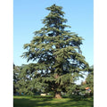  Cedro Dell'Himalaya "Cedrus Deodara" Pianta In Vaso 11 Cm