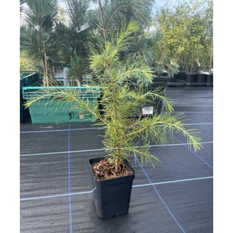  Cedro Dell'Himalaya "Cedrus Deodara" Pianta In Vaso 11 Cm