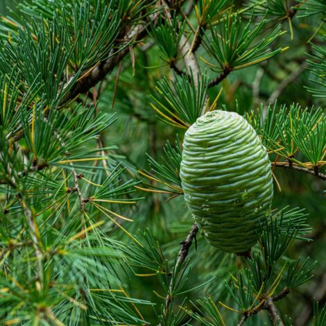  Cedro Dell'Himalaya "Cedrus Deodara" Pianta In Vaso 11 Cm