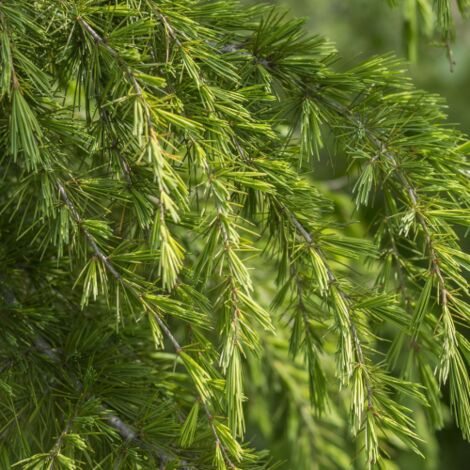  Cedro Dell'Himalaya "Cedrus Deodara" Pianta In Vaso 11 Cm