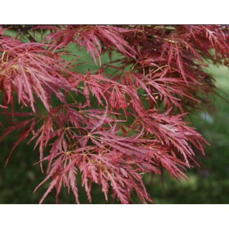  Acero Rosso Giapponese "Acer Palmatum Dissectum Atropurpureum Stella Rossa" In Vaso 18 Cm