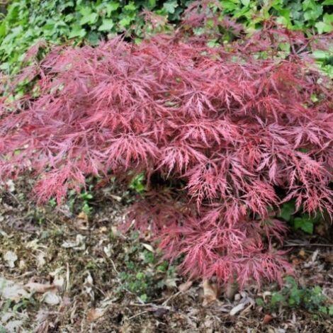  Acero Rosso Giapponese "Acer Palmatum Dissectum Atropurpureum Stella Rossa" In Vaso 18 Cm