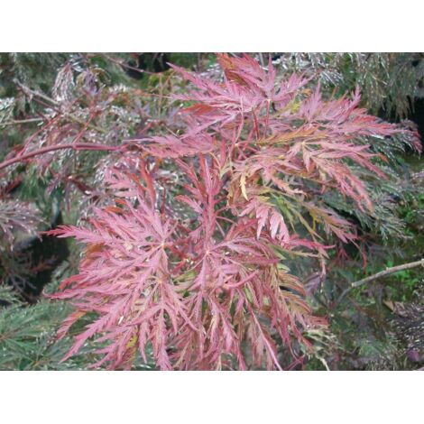  Acero Rosso Giapponese "Acer Palmatum Dissectum Atropurpureum Stella Rossa" In Vaso 18 Cm