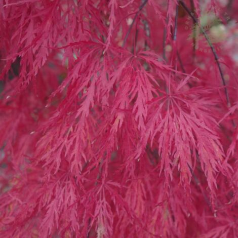 Acero Rosso Giapponese "Acer Palmatum Dissectum Atropurpureum Stella Rossa" In Vaso 18 Cm