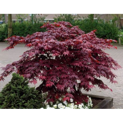 Acero Rosso Giapponese "Acer Palmatum Bloodgood" In Vaso 24 Cm