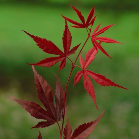  Acero Rosso Giapponese "Acer Palmatum Bloodgood" In Vaso 24 Cm