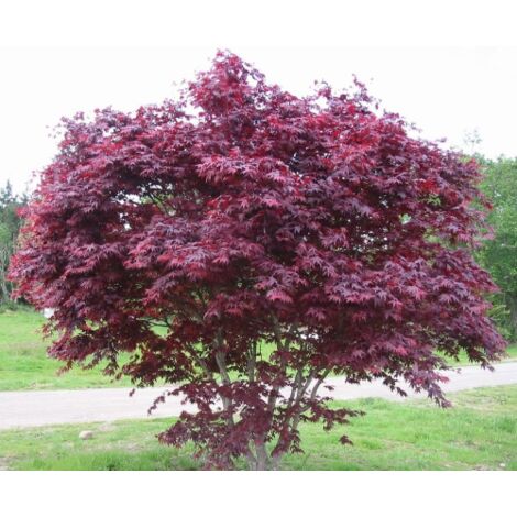  Acero Rosso Giapponese "Acer Palmatum Bloodgood" In Vaso 24 Cm