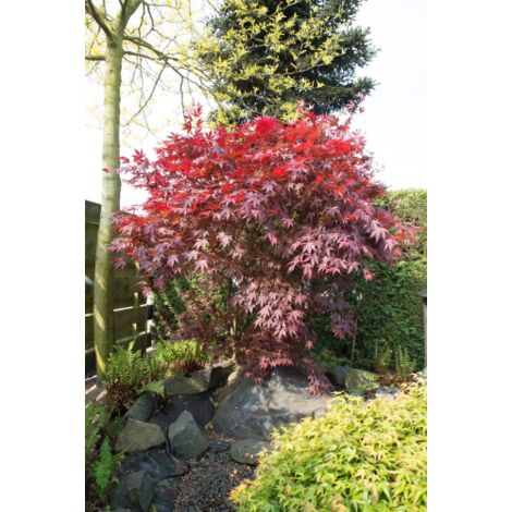  Acero Rosso Giapponese "Acer Palmatum Bloodgood" In Vaso 24 Cm