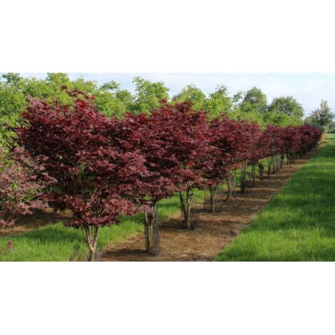  Acero Rosso Giapponese "Acer Palmatum Bloodgood" In Vaso 24 Cm