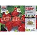  Fragola Rifiorente 4 Stagioni - 6 Piante - Orto Mio