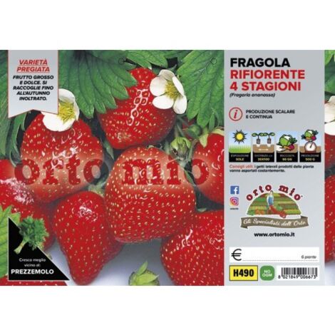 Fragola Rifiorente 4 Stagioni - 6 Piante - Orto Mio