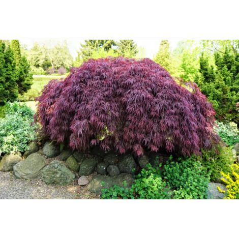  Acero Rosso Giapponese "Acer Palmatum Dissectum Garnet" Pianta In Vaso 18 Cm