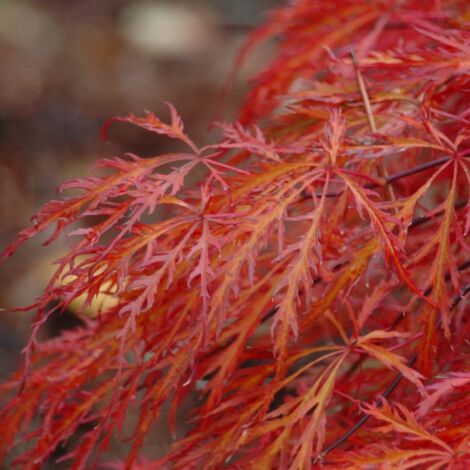 Acero Rosso Giapponese "Acer Palmatum Dissectum Garnet" Pianta In Vaso 18 Cm