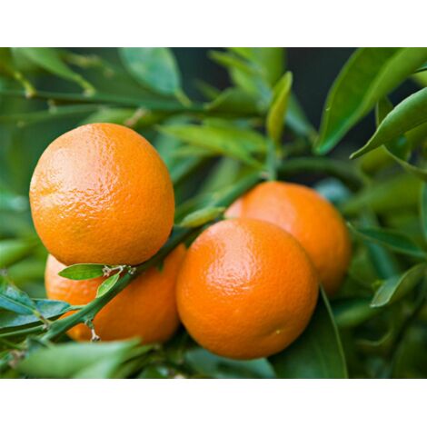  Mandarino Clementino "Citrus X Clementina" Pianta In Vaso Agrumi Di Sicilia