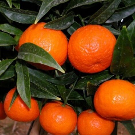  Mandarino Clementino "Citrus X Clementina" Pianta In Vaso Agrumi Di Sicilia