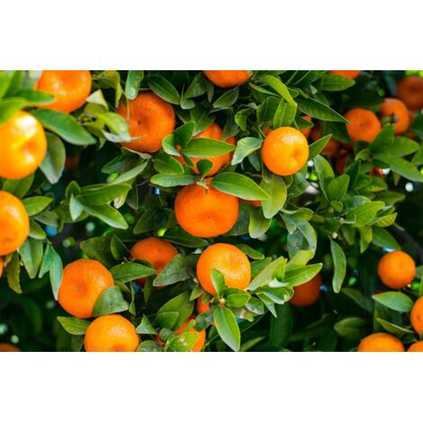  Mandarino Clementino "Citrus X Clementina" Pianta In Vaso Agrumi Di Sicilia