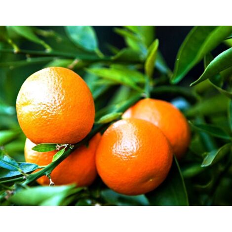  Pianta Di Mandarino Mandarini Agrumi Di Sicilia In Fitocella