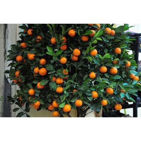  Pianta Di Mandarino Mandarini Agrumi Di Sicilia In Fitocella