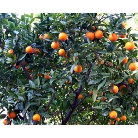  Pianta Di Mandarino Mandarini Agrumi Di Sicilia In Fitocella