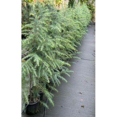  Cedro Dell'Himalaya "Cedrus Deodara" Pianta In Vaso 17 Cm H. 50/70 Cm