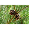  Pino Silvestre Prebonsai "Pinus Sylvestris" Pianta A Cespuglio In Vaso 13 Cm
