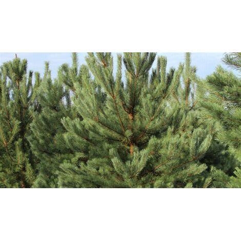  Pino Silvestre Prebonsai "Pinus Sylvestris" Pianta A Cespuglio In Vaso 13 Cm