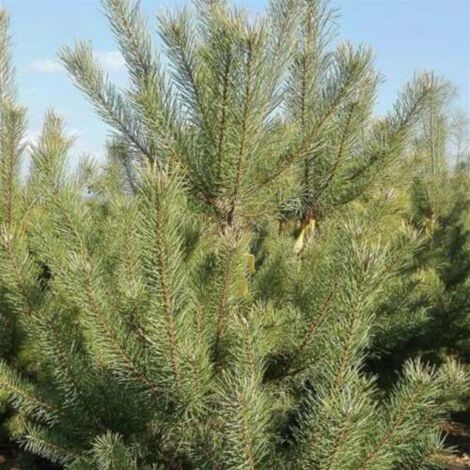  Pino Silvestre Prebonsai "Pinus Sylvestris" Pianta A Cespuglio In Vaso 13 Cm