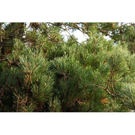  Pino Silvestre Prebonsai "Pinus Sylvestris" Pianta A Cespuglio In Vaso 13 Cm