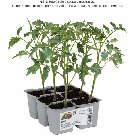 Pomodoro San Marzano E Ovale Adamo F1 - 6 Piante - Orto Mio