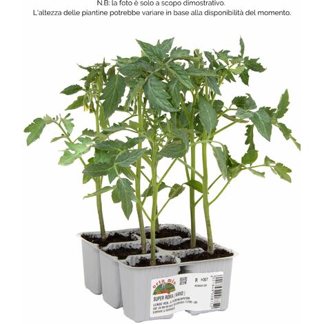  Pomodoro Da Salsa (nano) Super Roma H1538 F1 - 6 Piante - Orto Mio