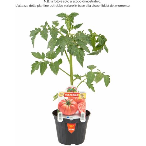  Pomodoro Gigante Sorrentone Rosalinda F1 - 1 Pianta V.10 Cm - Orto Mio