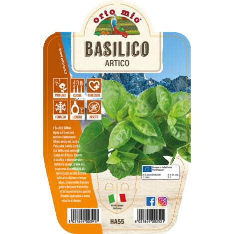  1 PIANTA DI BASILICO ARTICO VASO 14CM MASTERCHEF ORTOMIO MASTERCHEF AROMATICHE