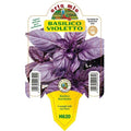  3 PIANTE IN VASO Ø10CM DI BASILICO VIOLETTO RED RUBIN ORTOMIO Orto Giardino