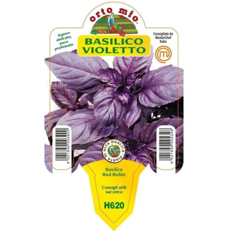  3 PIANTE IN VASO Ø10CM DI BASILICO VIOLETTO RED RUBIN ORTOMIO Orto Giardino