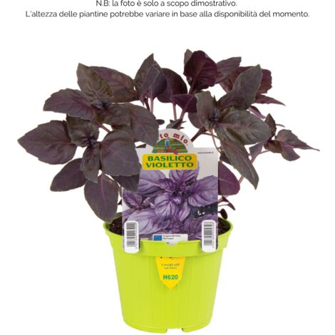  3 PIANTE IN VASO Ø10CM DI BASILICO VIOLETTO RED RUBIN ORTOMIO Orto Giardino