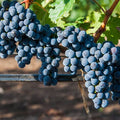  Uva Da Tavola Nera "Leopoldo"