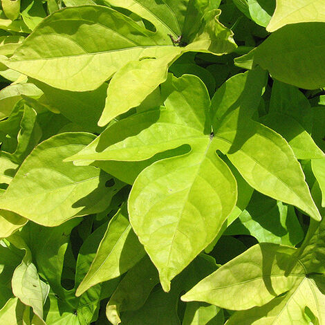  Ipomea "Sweet Caroline Light Green"