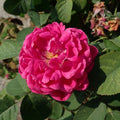  Rose De Rescht
