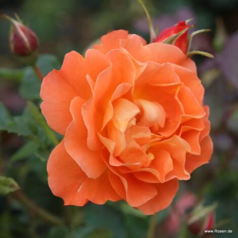  Westerland