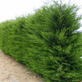  Cipresso Leylandii (Cupressocyparis Leylandii) Vaso 20cm H 130 Cm