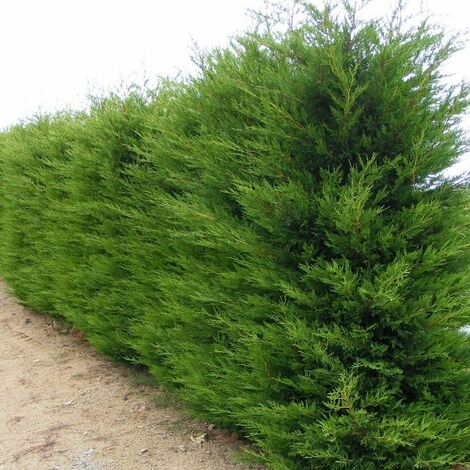  Cipresso Leylandii (Cupressocyparis Leylandii) Vaso 20cm H 130 Cm
