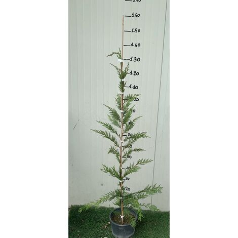  Cipresso Leylandii (Cupressocyparis Leylandii) Vaso 20cm H 130 Cm