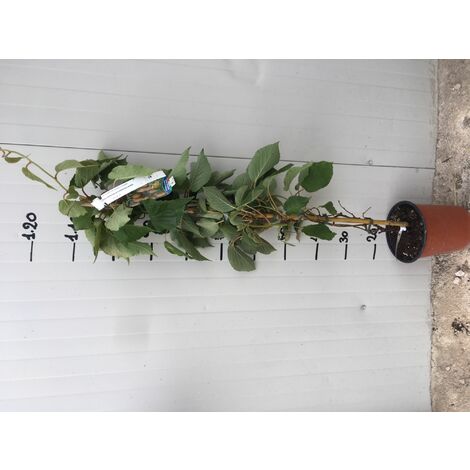  Kiwi Actinidia Chinensis Autofertile Vaso 18cm H 150cm