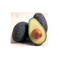  Persea Americana Pianta Di Avocado Hass (di Innesto) Foto Reali H 140cm