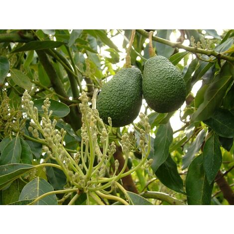  Persea Americana Pianta Di Avocado Hass (di Innesto) Foto Reali H 140cm