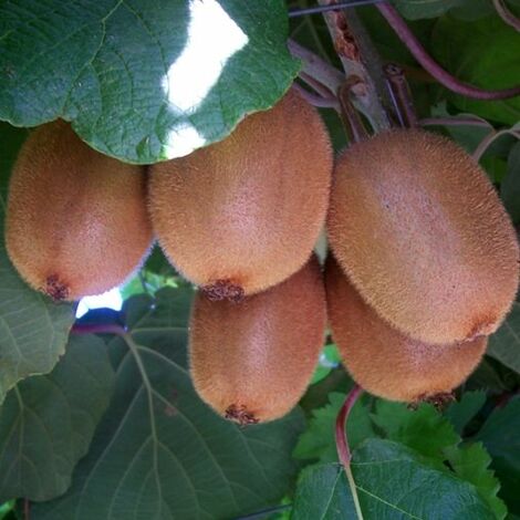  Pianta Di Kiwi Actinidia Hayward Femmina H 160 Cm
