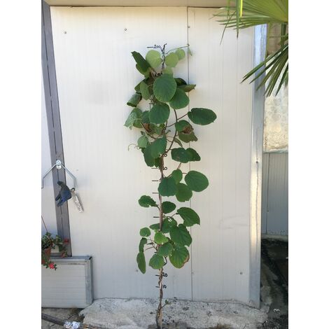  Pianta Di Kiwi Actinidia Hayward Femmina H 160 Cm