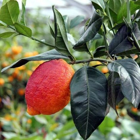  Pianta Di Limone Rosso Vaso 24