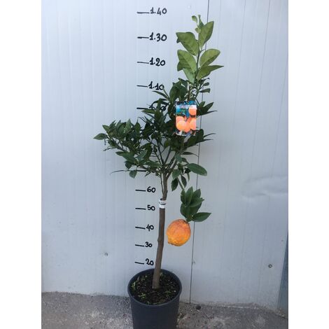  Pianta Di Limone Rosso Vaso 24